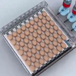 220V/12V Egg Incubator 24/48 Egg Fully Automatic Incubator Digital Hatcher Brooder with Temperature Control and Auto Turning for Hatching Chicken Duck Goose Quail Birds Incubators for Farm
