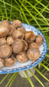 Tỏi đen cô đơn 100g (Loại 1) Tỏi đen cô đơn Lý Sơn - Tăng cường sức khỏe Ngừa ung thư