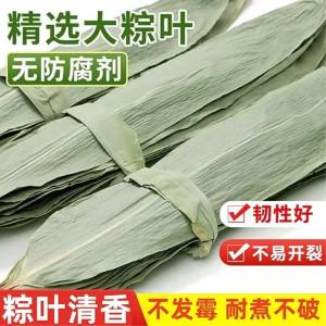 Fresh Large Special Selected Wrapping Leaves