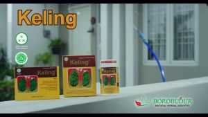 KELING Borobudur Herbal Kapsul Keling Jamu Lancarkan Buang Air Kecil Luruhkan Batu Ginjal