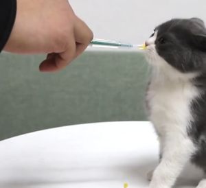 Dụng Cụ Hỗ Trợ Uống Thuốc Cho Chó Mèo