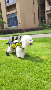 "Local Stock" Dog wheelchair for hind legs adjustable pet cart with wheels wheelchair for small dog breeds adaptable to various terrains.