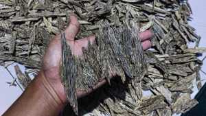 Kayu Gaharu Kalimantan utara wangi asli alami