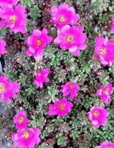 Ready stock 🇲🇾 Succulents 🌿 Portulaca gilliesiizhi（full pot）紫珍珠🌸紫米粒
