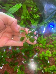 Anubias Nana 1 rizhom full daun air - Tanaman Aquascape - low co²