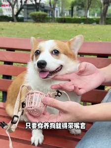 7o | Anti-Bite Anti-Bark Anti-Random Eating Dog Mouth Cover for Small and Medium Dogs