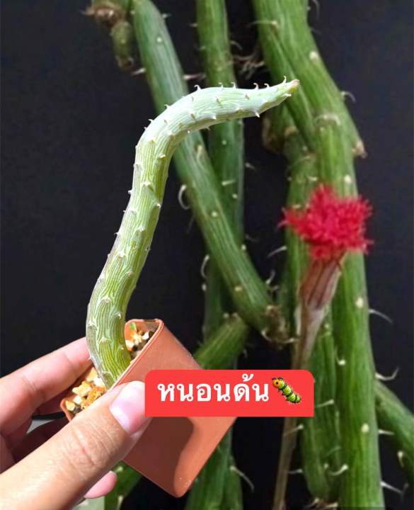แคคตัส ต้นหนอนด้น หายาก🐛🐛 เลี้ยงง่าย🐛🐛 เลี้ยงแบบแคคตัส🌺🌺ออกดอกสีแดง🌺🌺 ...