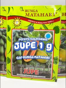 Benih Pepaya California Jupe Cap Bunga Matahari Unggul