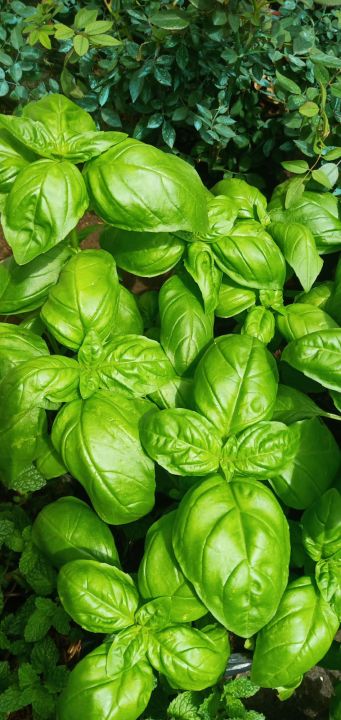 Sweet Basil Plant 1 Stem Basil small branch with healthy root