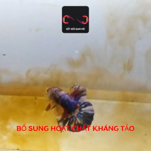 Nước Dưỡng Cá A1 Plus 250ml – Giúp Cá Khỏe Mạnh Giảm Stress Lên Màu Đẹp