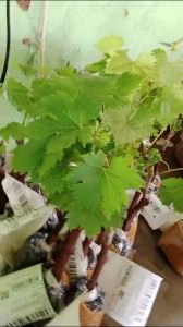 Bibit Anggur Import Granprix Super: Panduan Lengkap