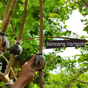 Sancang Varigata Bibit Tanaman Hias Bonsai Besar Uk. Jari Telunjuk