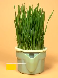 Pet Cat Grass Seed Set Soilless Planting Cat Grass Seeds Organic Natural Cat Snack Pet Digestive Grass