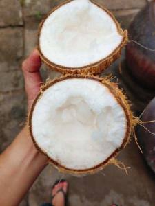 ต้นมะพร้าวกะทิ หุ้น: ต้นมะพร้าวอ่อนมีสุขภาพแข็งแรง ปลูกง่าย แมลงรบกวนน้อย ราคาเพิ่มขึ้น การผ่าตัดจากมาเลเซีย รส หอม หวาน