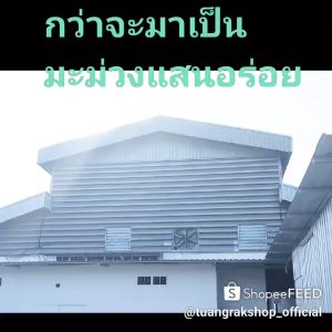 มะม่วงโชคอนันต์อบแห้งหวานน้อยคลุกยำแซ่บ 100g กระปุกกลมปิดแน่น