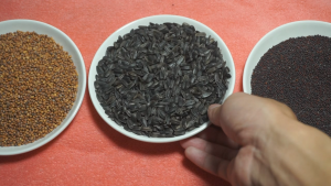 Hạt giống rau mầm hướng dương đều đẹp