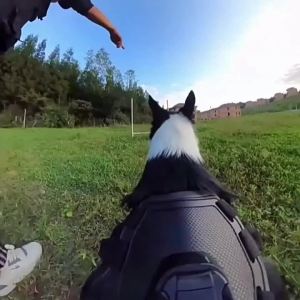 Dog Camera Harness Mount for Gopro Hero 12 11 10 9 DJI OSMO Insta360 Accessories for Small Medium Large Dogs for Chest and Back