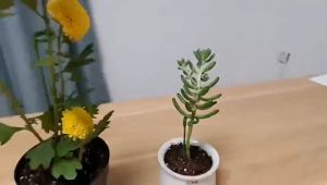 Phalaenopsis fleshy special flower stand bracket plant potted flower