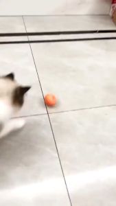 Smart Cat Toy Interactive Ball Cat Training Toy Pet Automatic Rolling Ball Electronic Jump Ball Interactive Automatic Pet Toy Dog
