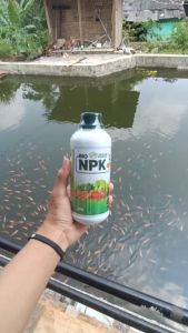 Pupuk Pelebat Buah MAnggis Terbaik - NPK LAKSA 500ML - Pupuk Untuk Pohon Manggis - Pupuk Penyubur Pohon Manggis - Pupuk Perangsang Buah Manggis - Pupuk Booster Buah Manggis Ampuh - Pupuk Organik Manggis Cepat Berbuah Besar Dan Lebat Terbaik ORIGINAL