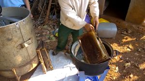 Mật ong nguyên chất Đăk Lăk từ hoa cà phê - Combo 3 chai 1 lít