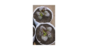 ( 10 Gram ) Benih Biji Pakcoy Merah | Pakchoy | Pak Choy | Pak Choy Merah