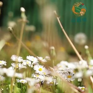 Dandelion berkualiti tinggi 长白山无硫蒲公英茶 500g Natural Herbs 清热解毒 利尿消肿 药材 新货干净无杂