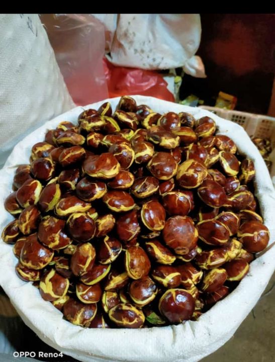 JENGKOL BEWEH TUA MENTAH 1 KG