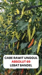 Benih Cabe Rawit Absolut 69 10 gr Bibit Cabai Tahan Virus Aslli Cap MMT Merdeka Tani