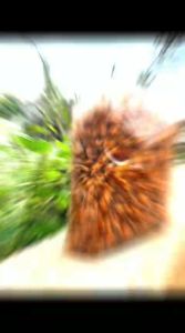 BASRENG BULAT KERIPIK KOIN PEDAS DAUN JERUK KMASAN 500GR