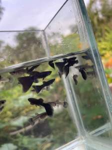 Guppy blue head moskow 1pair