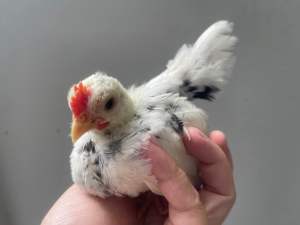 ไข่เชื้อ ไก่แจ้  แบบส่ง ลูกไก่ ตามไปให้ด้วย