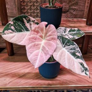 Alocasia black velvet pink variegatedต้นลูกด่างแล้วขนาดเล็กกระถาง2-3นิ้ว