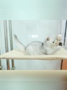 เปลแมวติดกระจก XL รับน้ำหนักได้ถึง 15kg เปลแมว ที่นอนแมว เปลแมวติดหน้าต่าง ติดกระจก ที่นอนแมว