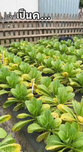 ขายยกลัง กัปตัน อะม็อกซิน ขนาด 1 ลิตร ยกลัง 12 ขวด เวย์โปรตีนพืช ภูมิคุ้มกันแบคทีเรีย ป้องกันและกำจัดโรคไส้เน่า ต้นเน่า เน่ายุบ ทำให้ใบเขียวนวล ใบตั้ง แตกใบใหม่