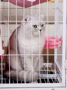 Ready✅ 2 3 4 5 Tingkat Layer Sangkar Kucing Besar Large Cat Cage Roda Wheel House Indoor Dog Rumah Black Pink White