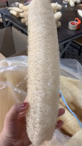 KB Xơ Mướp Nguyên Trái Lành Tính - Size 30 đến 40 cm