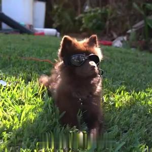 HamshMoc UV400 Dog Goggles Wind & Dust Proof Foldable Multi-Color Vent Comfort Fit for Sunny Adventures