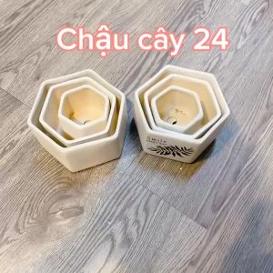 Chậu Trồng Sen Đá Xương Rồng Cây Cảnh Để Bàn Cây bonsai Hình Lục Giác