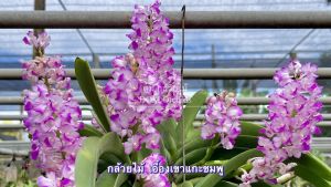 เอื้องเขาแกะชมพู กล้วย เขาแกะชมพู ดอดสีชมพู ติดขอนไม้ 6 นิ่ม 1 ไม้ / 6 ตุ๊ก๊ก๋