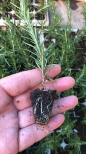 #ต้นโรสแม่รี่ ปักชำจากยอด มีราก พร้อมปลูก