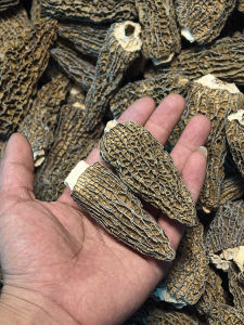 Premium Extra Large Dried Sheep Stomach Mushroom 500g Full Stem Removed Farmhouse Yunnan Specialty Edible Agricultural Products