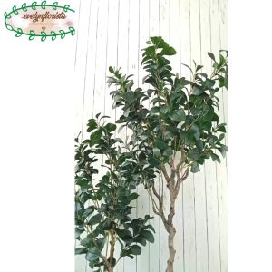 Pohon Hias Artificial Kacang T130 & T170 Latex Pot Dasar Hitam Cover Seagrass Variasi Hiasan Cafe Aesthetic