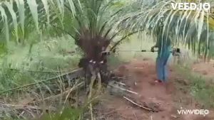 เสียมตัดปาล์ม เคียวปาล์มและหัวเกียร์ตัดก้านปาล์มน้ำมันพร้อมชุดอุปกรณ์ความยาวรวมคน 4.80 ม. ทำจากวัสดุเกรดดีแข็งแรง มีอนุสิทธิบัตร