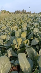 เมล็ดพันธุ์ คะน้าซามูไร (ซองรีเทล)