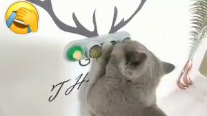 Rotating Mint Ball/Catnip Ball Cat Toy