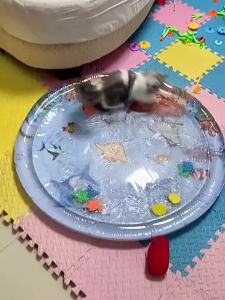 【Witte】ที่นอนเย็น  เบาะน้ำพองลม 3 มิติ พร้อมปูปลาดุ้กดิ้กในน้ำ เบาะเป่าลม ของเล่นแมว