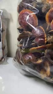 Nấm lim xanh (gói 500g) nấm lim rừng tự nhiên hỗ trợ ung thư tiêu đường điều hòa huyết áp tăng cường sức khỏe