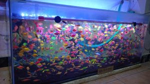 benih gelopis paket 10pcs glopis bisa pilih warna bonus pelet