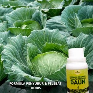 Pupuk Pembesar Crop Kubis / Pupuk Cair Kubis Penyubur Daun / Obat Pupuk Daun Kubis Booster Kol Daun